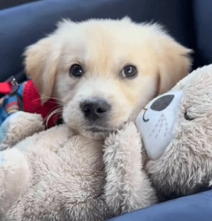 Szundi Pajtás - Lélegző plüss